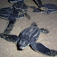 Baby Leatherback Turtles