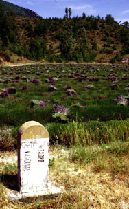 Where Drôme lavender meets Vaucluse